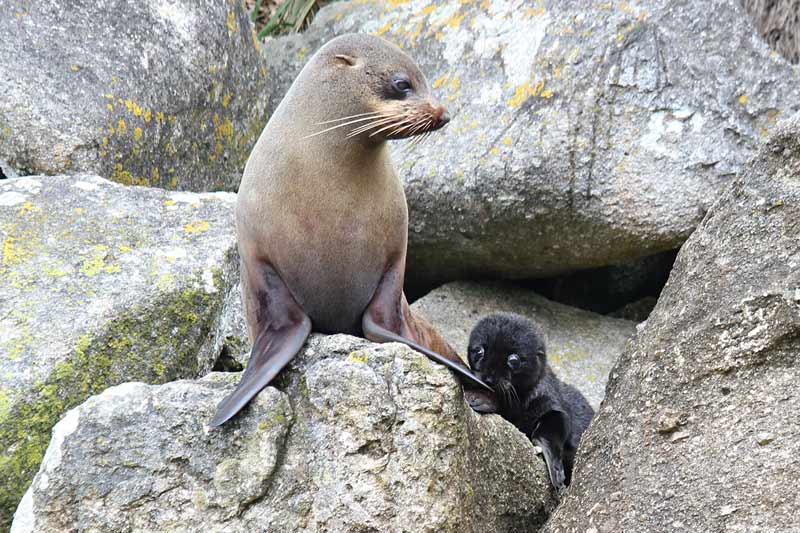 A New Zealand fur seal and her pup in the Abel Tasman National Park
