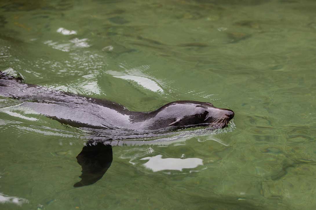 Environmental responsibility in the Abel Tasman, New Zealand fur seal