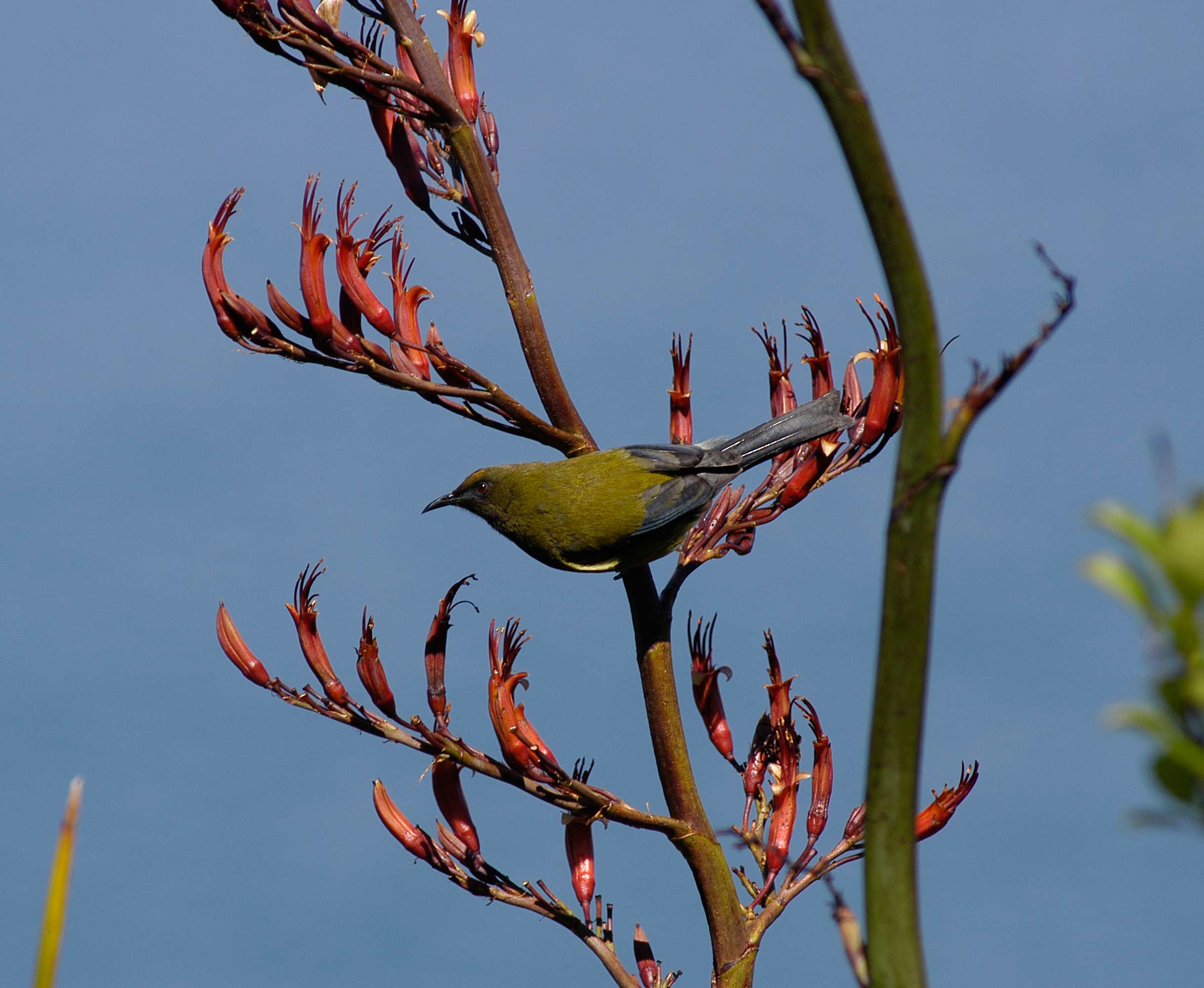 New Zealand bellbird