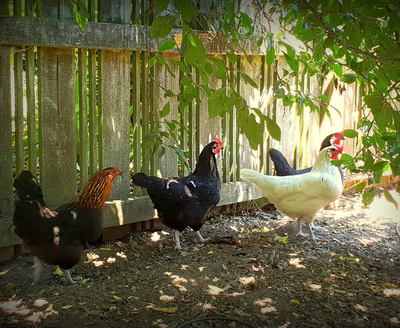 Our neighbour's chickens use our food scraps