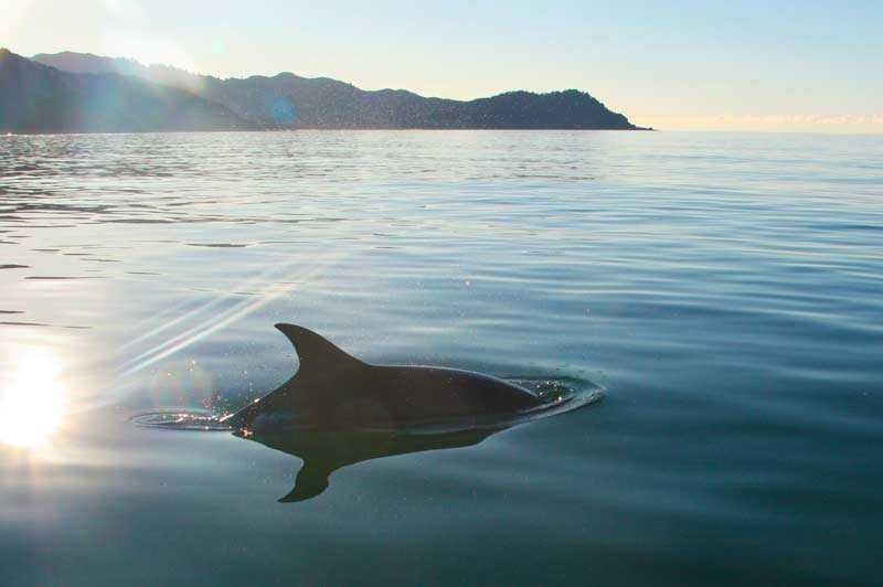 Dolphin in the Abel Tasman