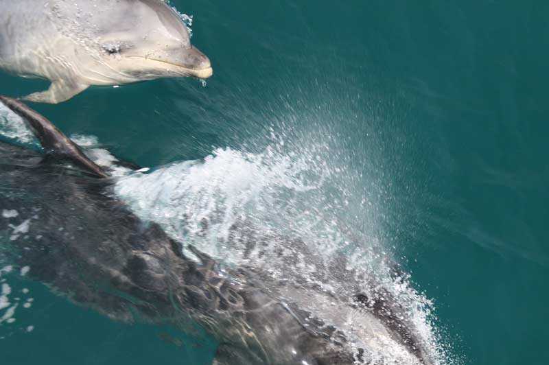 Dolphins along the Abel Tasman coastline