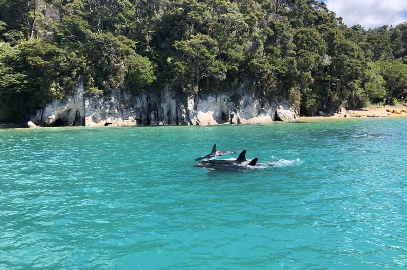 Dolphins playing along the Abel Tasman coastline