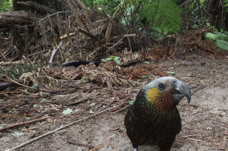 You might see some kaka, our endemic bush parrot