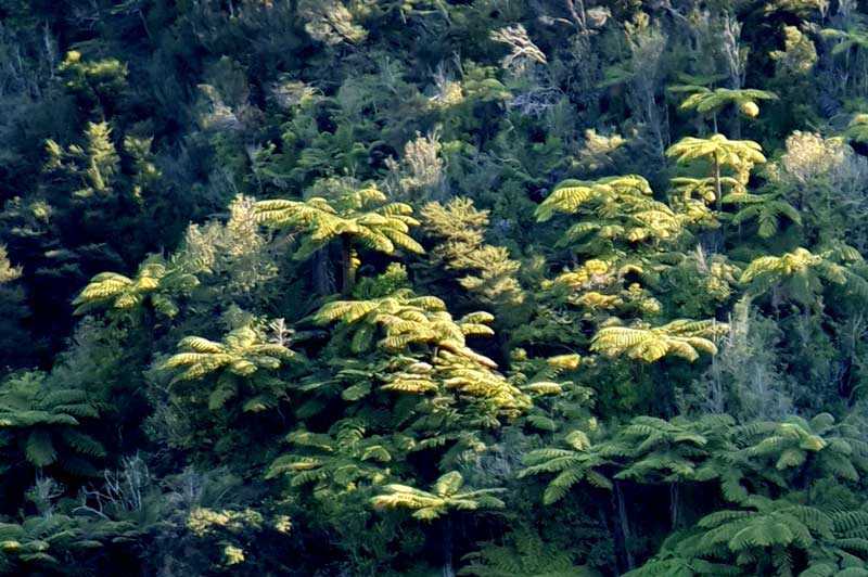Enjoy a bush walk in New Zealand's Abel Tasman National Park