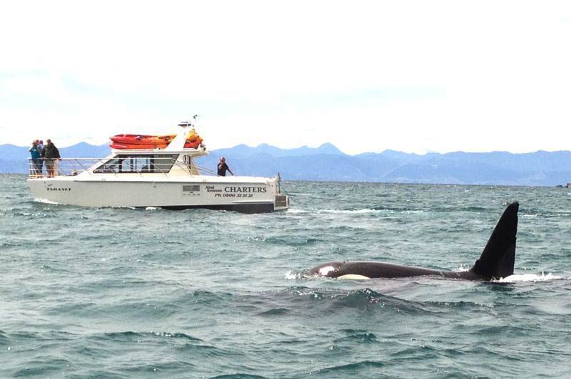 Orca cruising along the Abel Tasman coastline